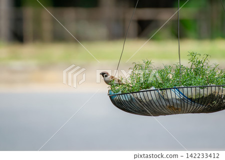 Small tree sparrow perched hanging planter green foliage peaceful outdoor garden representing urban wildlife nature birdwatching Small tree sparrow perched hanging planter green foliage peaceful outdoor garden representing urban wildlife nature birdwatching 142233412