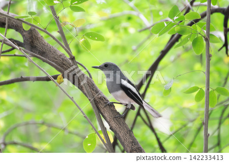 Oriental magpie robin perched tree branch among fresh green leaves representing wild bird behavior tropical nature wildlife habitat peaceful birdwatching Oriental magpie robin perched tree branch among fresh green leaves representing wild bird behavior tropical nature wildlife habitat peaceful birdwatching 142233413