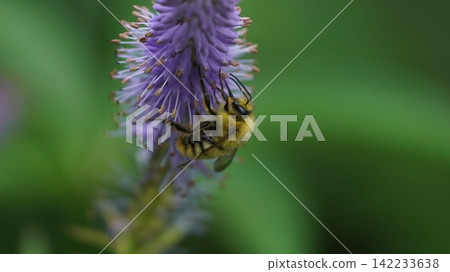 吮花蜜的白尾蜂的男性 吮花蜜的白尾蜂的男性 142233638