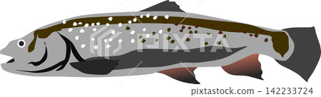 Illustration of a jaguar trout Illustration of a jaguar trout 142233724