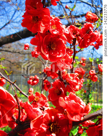 一片紅木瓜花海。 142233776
