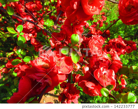一片紅木瓜花海。 一片紅木瓜花海。 142233777