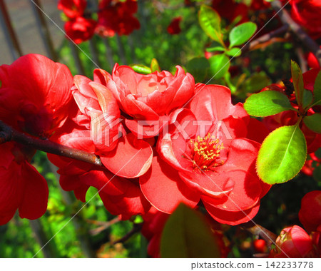 一片紅木瓜花海。 一片紅木瓜花海。 142233778
