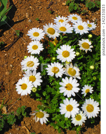 Scenery of margaret flowers in full bloom Scenery of margaret flowers in full bloom 142233833