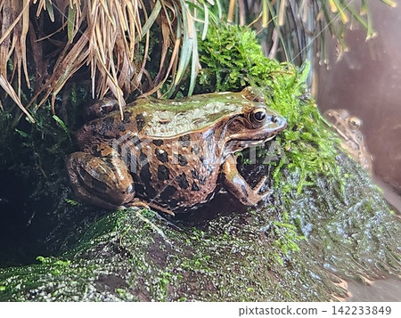 Dalf frog Dalf frog 142233849