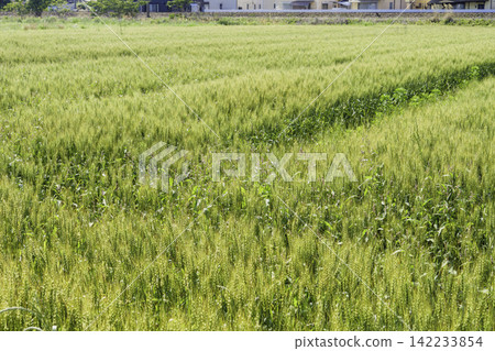 Green wheat ears growing in the early summer sun Green wheat ears growing in the early summer sun 142233854