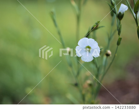 The delicate blue flax flowers bloomed in the hot and humid month of August. The delicate blue flax flowers bloomed in the hot and humid month of August. 142233880