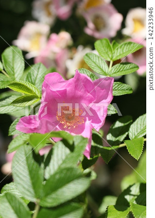 Japanese roses blooming in early summer - a summer scene Japanese roses blooming in early summer - a summer scene 142233946