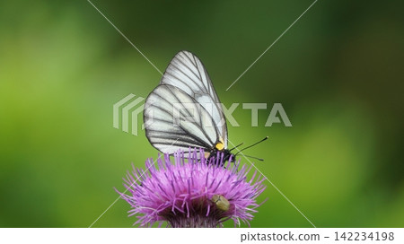 Miyama白色切片吮吸薊的花蜜 Miyama白色切片吮吸薊的花蜜 142234198