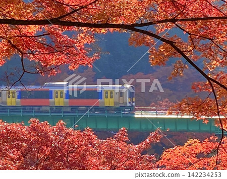一輛 KiHa E130 系列柴油動車組行駛在水軍線上，穿過福島縣山祭町一片美麗的深紅色秋葉。 142234253