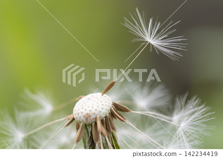 蒲公英的絨毛特寫鏡頭 蒲公英的絨毛特寫鏡頭 142234419