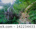 The collapsed forest road at Bunaotoge Pass on Mt. Daimon 142234433