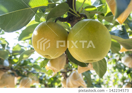 Nijisseiki Pear (Yurihama Town, Tottori Prefecture) Nijisseiki Pear (Yurihama Town, Tottori Prefecture) 142234573