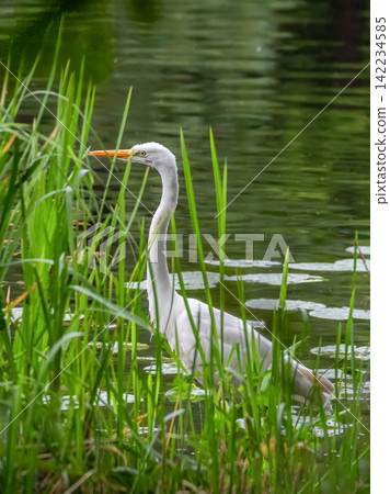 Environmental protection concept featuring a graceful great egret (Ardea alba) in its natural pristine wetland habitat. Environmental protection concept featuring a graceful great egret (Ardea alba) in its natural pristine wetland habitat. 142234585