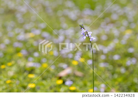 開花在春天領域的藍色蟾蜍 開花在春天領域的藍色蟾蜍 142234928
