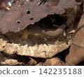 kana snake baby 142235188