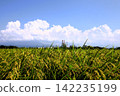 Cumulonimbus and paddy fields 142235199