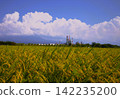 Cumulonimbus and paddy fields 142235200