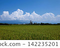 Cumulonimbus and paddy fields 142235201
