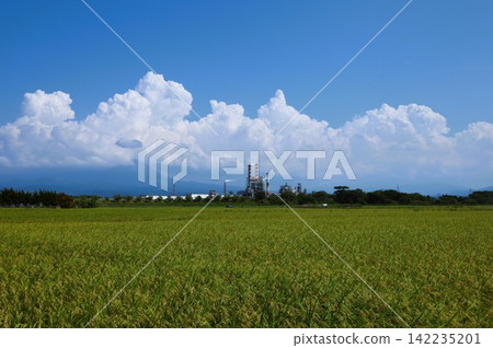Cumulonimbus and paddy fields Cumulonimbus and paddy fields 142235201