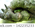 Tree frog 142235233