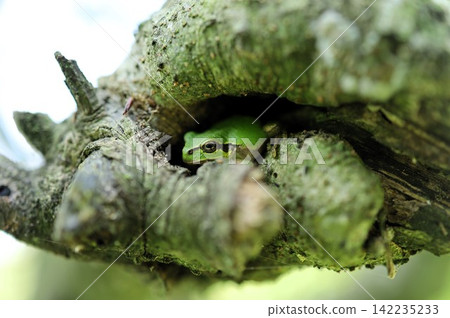 Tree frog Tree frog 142235233