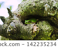 Tree frog 142235234