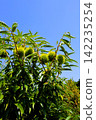 Blue sky and chestnut tree 142235254