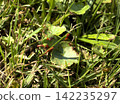 Grasshoppers that are hard to find 142235297