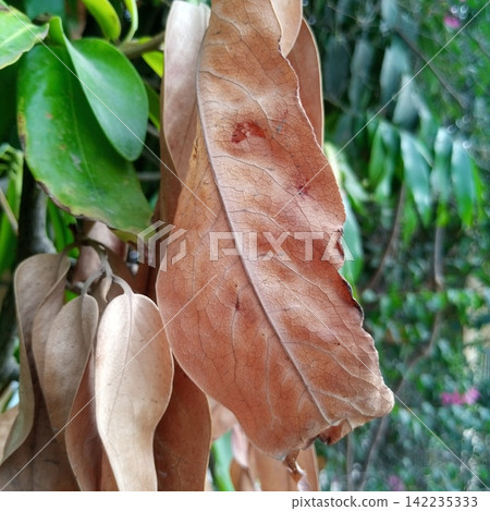 Extreme close up of a completely dry withered brown leaf on a branch tip with a highly blurred green outdoor garden background Extreme close up of a completely dry withered brown leaf on a branch tip with a highly blurred green outdoor garden background 142235333