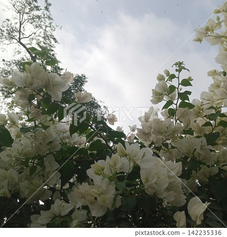 Beautiful white bougainvillea flowers blooming vigorously against an overcast cloudy sky background in an outdoor garden Beautiful white bougainvillea flowers blooming vigorously against an overcast cloudy sky background in an outdoor garden 142235336