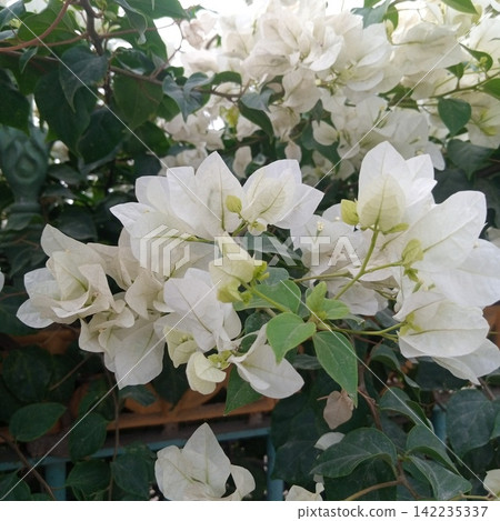 Gorgeous dense cluster of blooming white bougainvillea floral branches growing outdoors in a vibrant natural plant setting 142235337