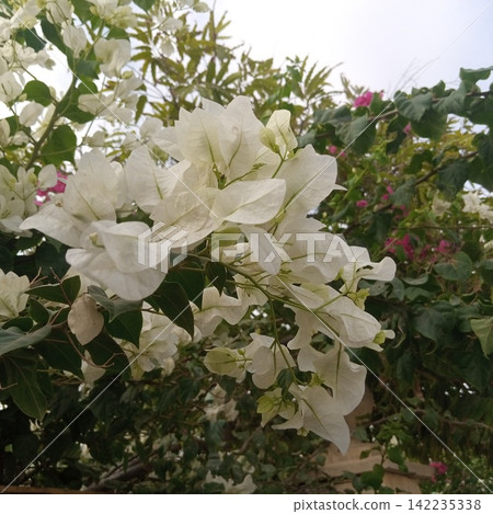 Delicate white bougainvillea leafy floral branches gently swaying outdoors directly against a bright daytime natural sky Delicate white bougainvillea leafy floral branches gently swaying outdoors directly against a bright daytime natural sky 142235338