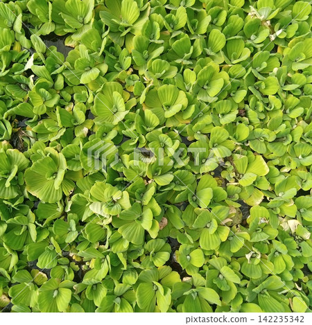 Top down flat lay view of dense green water lettuce floating aquatic plants completely covering a natural pond water surface Top down flat lay view of dense green water lettuce floating aquatic plants completely covering a natural pond water surface 142235342