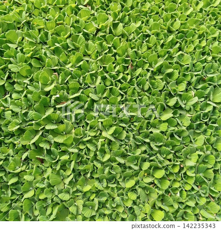 Vibrant lush green water cabbage completely filling an outdoor pond surface area in a detailed top down flat perspective 142235343