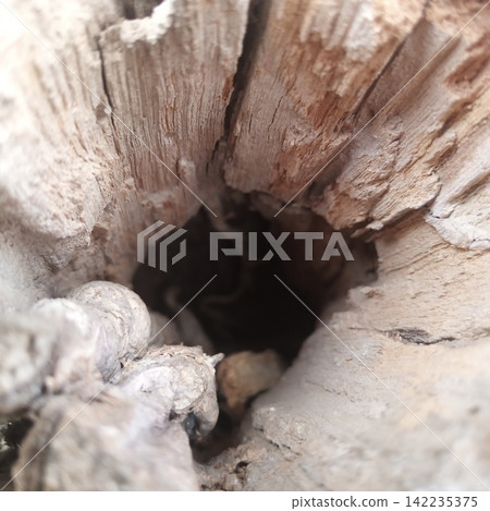 Deep dark mysterious hollow cavity opening directly inside a completely dead dry wooden natural tree log close up perspective Deep dark mysterious hollow cavity opening directly inside a completely dead dry wooden natural tree log close up perspective 142235375