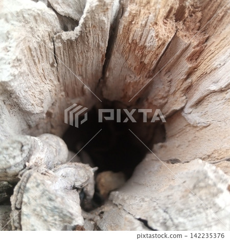 Looking straight down into a dark deeply rotted hollow empty space of an old wooden tree trunk outdoors in extreme close up 142235376