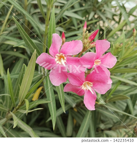 Pink oleander flower cluster blooming with green foliage stock photo, beautiful botanical floral nature outdoor detail Pink oleander flower cluster blooming with green foliage stock photo, beautiful botanical floral nature outdoor detail 142235410