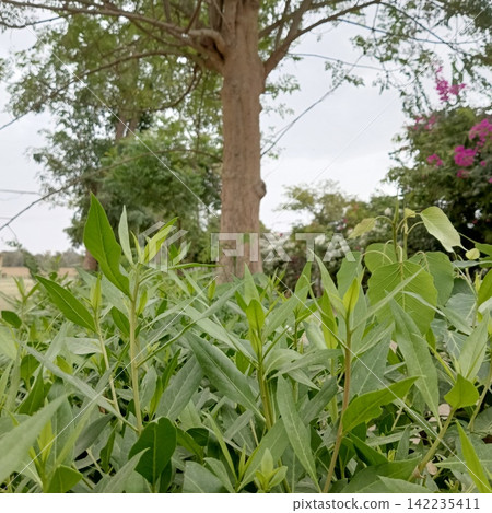 Fresh green tree leaves bush with blurred tree background stock photo, lush natural garden plant foliage close up view Fresh green tree leaves bush with blurred tree background stock photo, lush natural garden plant foliage close up view 142235411