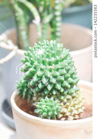 Mammillaria erusamu f or rebutia minuscula, Mammillaria Bucareliensis Cv Erusamu or cactus or succulent Mammillaria erusamu f or rebutia minuscula, Mammillaria Bucareliensis Cv Erusamu or cactus or succulent 142235563
