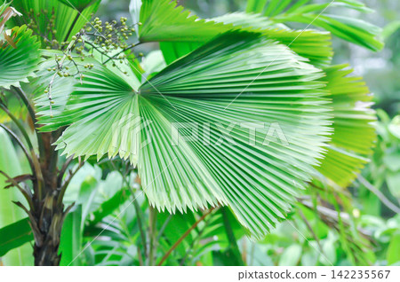 Licuala grandis H Wendl ex Linden, Palas Payung or Ruffled Fan Palm or Vanuatu Fan Palm or ARECACEAE Licuala grandis H Wendl ex Linden, Palas Payung or Ruffled Fan Palm or Vanuatu Fan Palm or ARECACEAE 142235567