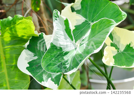 Albomarginata, Araceae or Schott or Xanthosoma sagittifolium or XANTHOSOMA or Mickey Mouse Plant Albomarginata, Araceae or Schott or Xanthosoma sagittifolium or XANTHOSOMA or Mickey Mouse Plant 142235568