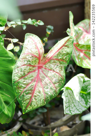Caladium or Caladium Bicolor Vent or Caladium bicolor or pink , white and green leaf Caladium or Caladium Bicolor Vent or Caladium bicolor or pink , white and green leaf 142235569
