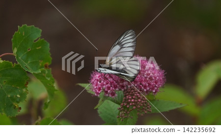 一隻山白蝶正在繡線菊上吸食花蜜。 142235692