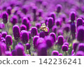 Butterflies perched on globe amaranth flowers 142236241