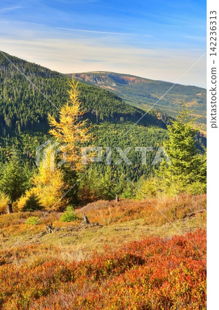 Autumn scenery from Giant mountains in Czech republic Autumn scenery from Giant mountains in Czech republic 142236313