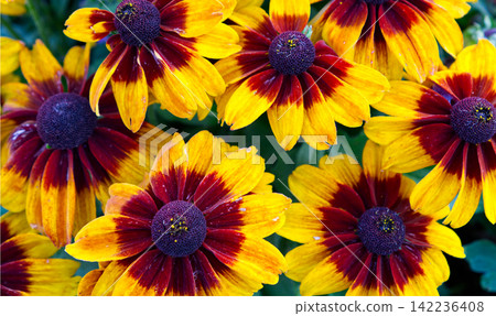 Vibrant yellow and burgundy rudbeckia flowers in the garden Vibrant yellow and burgundy rudbeckia flowers in the garden 142236408