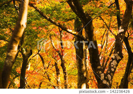 A forest beautifully and vividly colored A forest beautifully and vividly colored 142236426