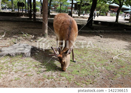 Miyajima Island with deer [Hiroshima, Japan] 142236615