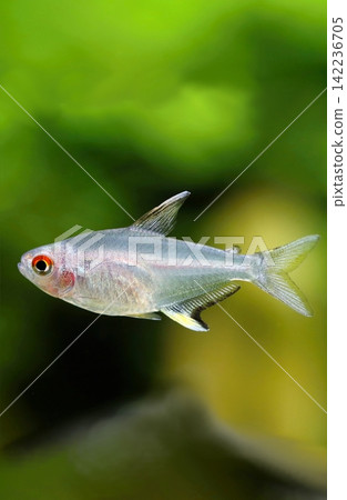 Beautiful lemon tetra fish in aquarium Beautiful lemon tetra fish in aquarium 142236705